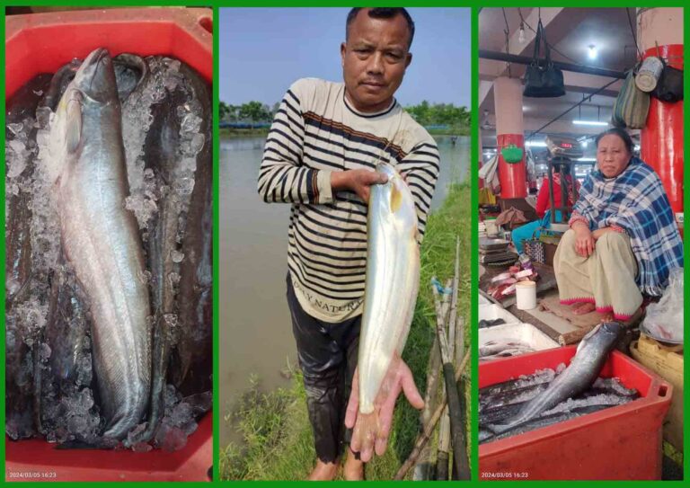 Indigenous sareng fish (Wallago attu) has virtually disappeared from Manipur's rivers, but can be brought back to life. (Left) imported from other sttes (middle) Indigenous Meitei Sareng and (right) women vendor selling Meitei Sareng.